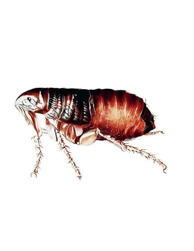 Insecticide Total Discharge AE pour l'intérieur de Bayer