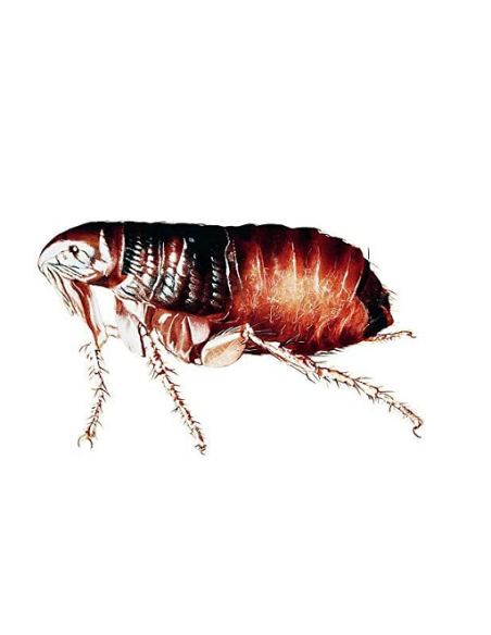 Insektizid Totalaustrag AE für Innenraum von Bayer