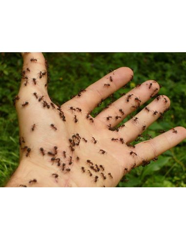 Insecticide for external control SC 50ml concentrate from Bayer