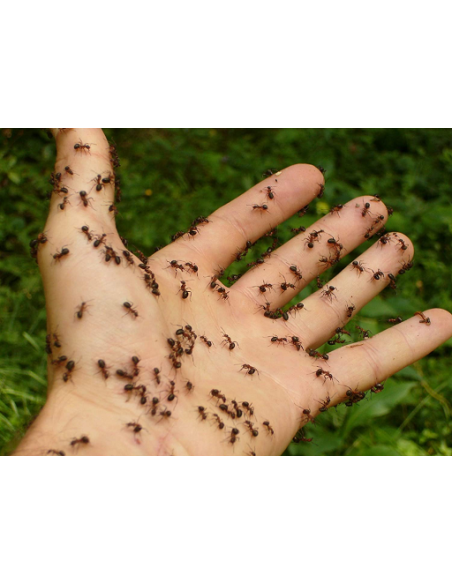 Insektizid zur externen Bekämpfung SC 50ml Konzentrat von Bayer