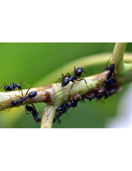 Insektizid zur externen Bekämpfung SC 50ml Konzentrat von Bayer