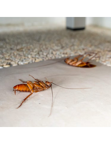 Gel Anti siringa gusci 20g