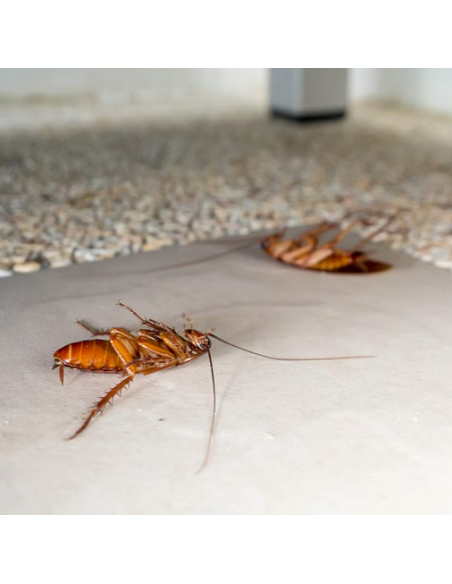 Gel Anti siringa gusci 20g