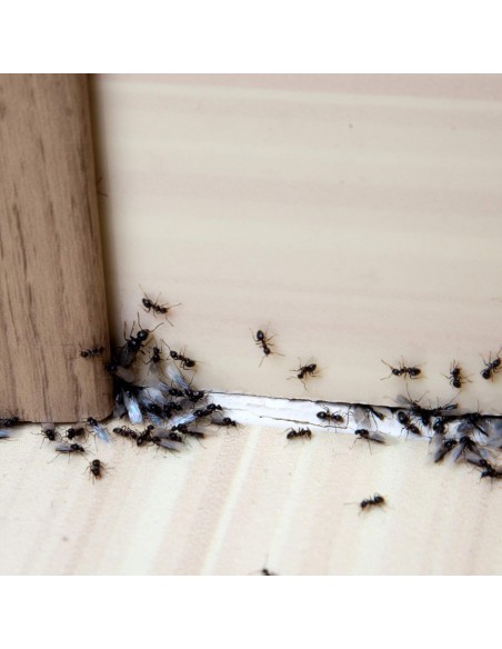 Cebo insecticida antihormigas Protect Home 4gr