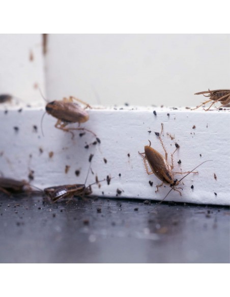 Spray insetticida per il monitoraggio Protect Home